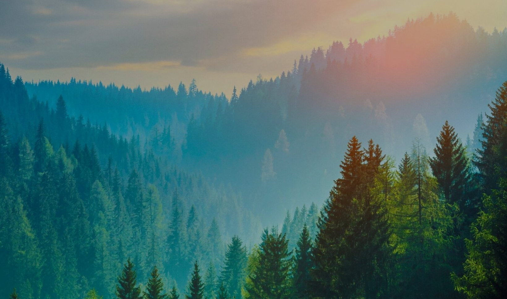 Коллекция FineFloor